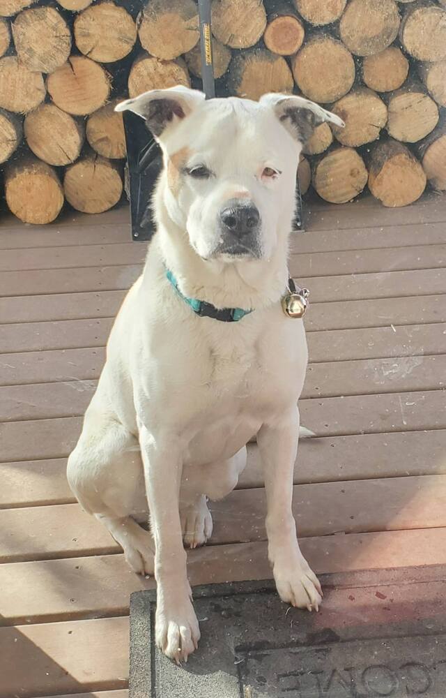 Rosie, an adoptable Pit Bull Terrier in Challis, ID, 83226 | Photo Image 2