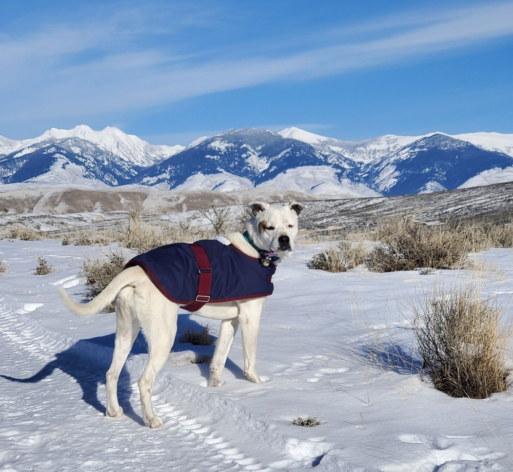 Rosie, an adoptable Pit Bull Terrier in Challis, ID, 83226 | Photo Image 4