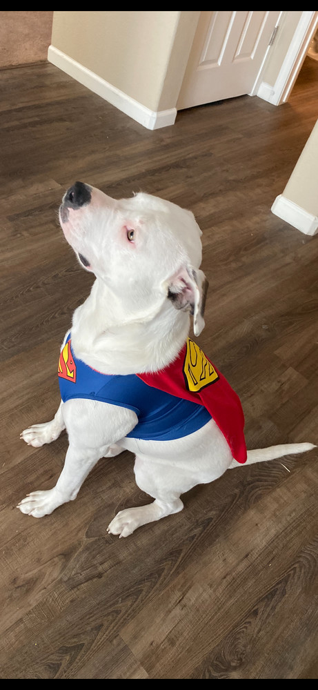 Rosie, an adoptable Pit Bull Terrier in Challis, ID, 83226 | Photo Image 5