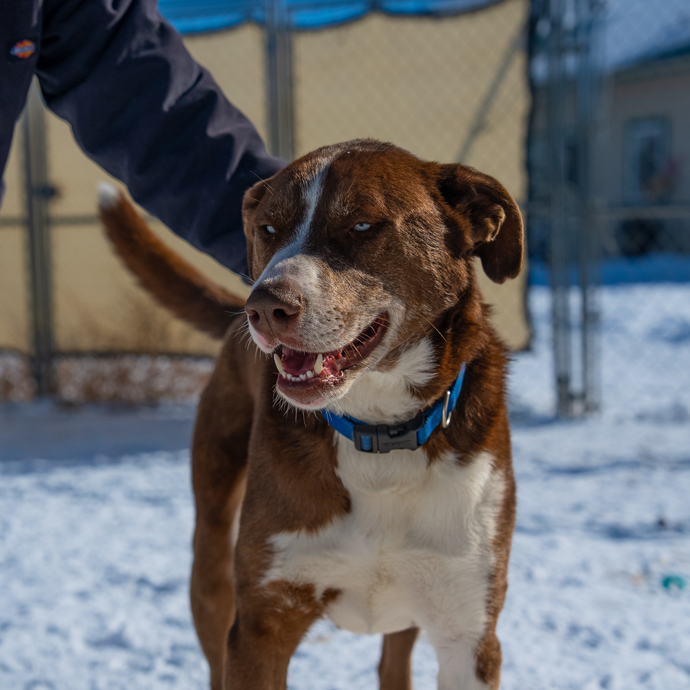 Sampson, an adoptable Mixed Breed, Siberian Husky in Challis, ID, 83226 | Photo Image 1