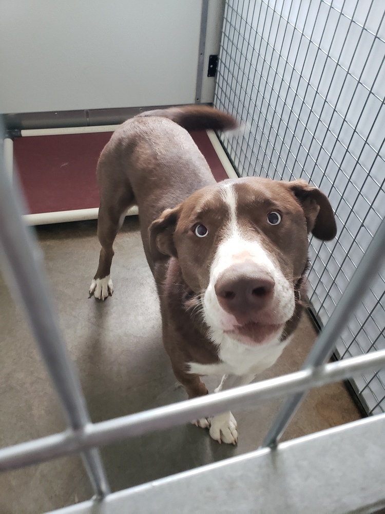 Sampson, an adoptable Mixed Breed, Siberian Husky in Challis, ID, 83226 | Photo Image 2