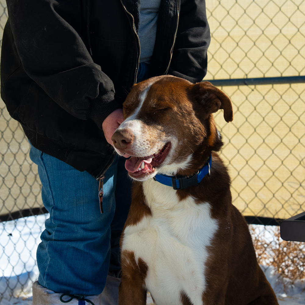Sampson, an adoptable Mixed Breed, Siberian Husky in Challis, ID, 83226 | Photo Image 3