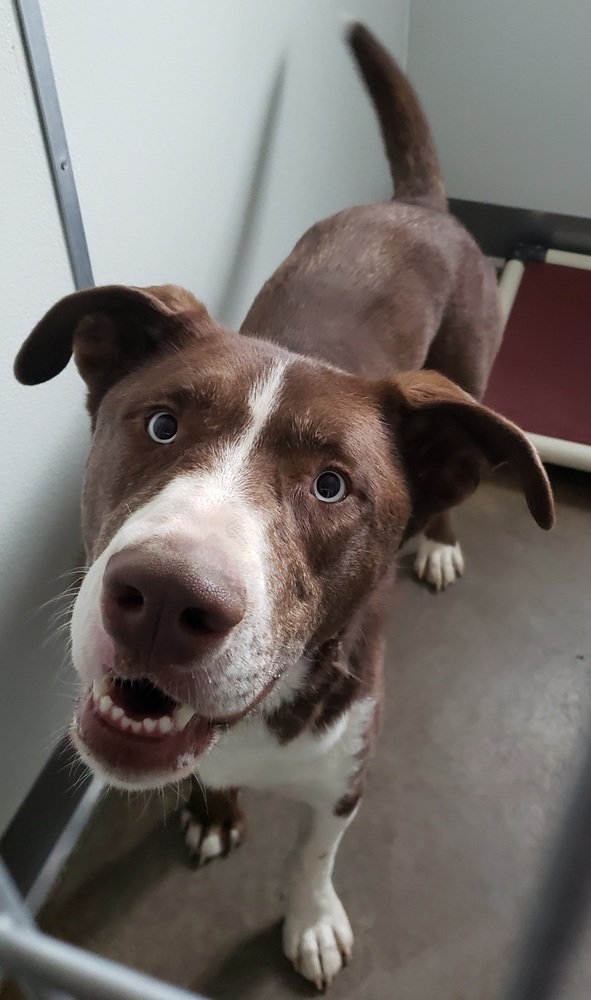 Sampson, an adoptable Mixed Breed, Siberian Husky in Challis, ID, 83226 | Photo Image 3