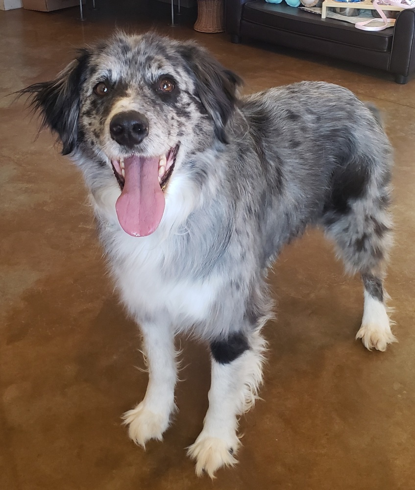 Walter, an adoptable Australian Shepherd in Challis, ID, 83226 | Photo Image 1