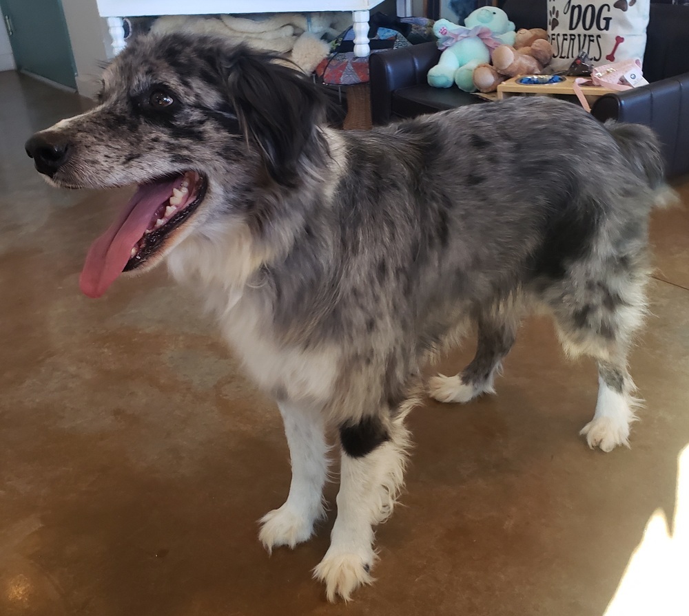Walter, an adoptable Australian Shepherd in Challis, ID, 83226 | Photo Image 2