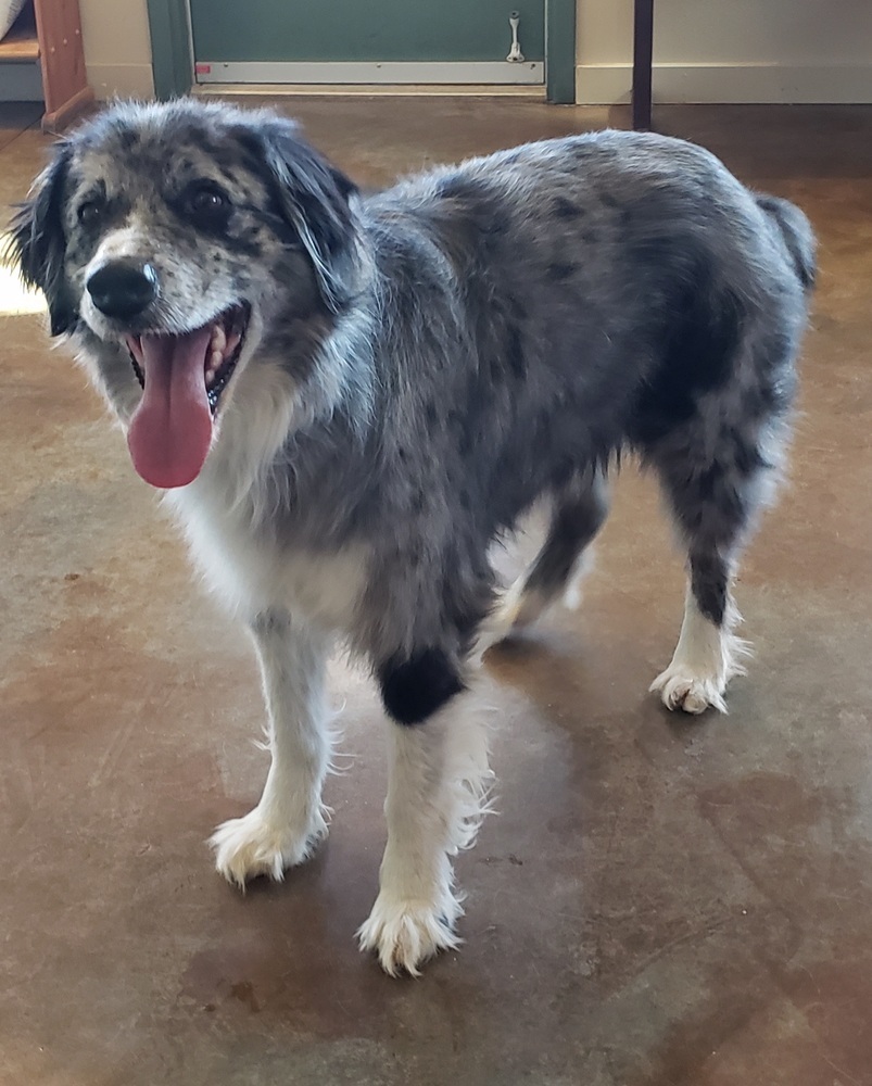 Walter, an adoptable Australian Shepherd in Challis, ID, 83226 | Photo Image 3