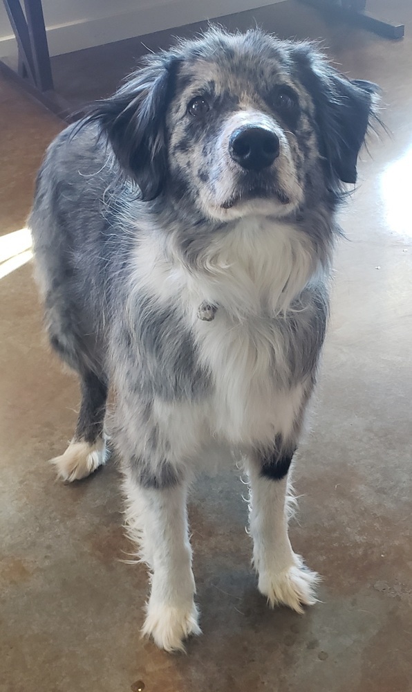 Walter, an adoptable Australian Shepherd in Challis, ID, 83226 | Photo Image 4