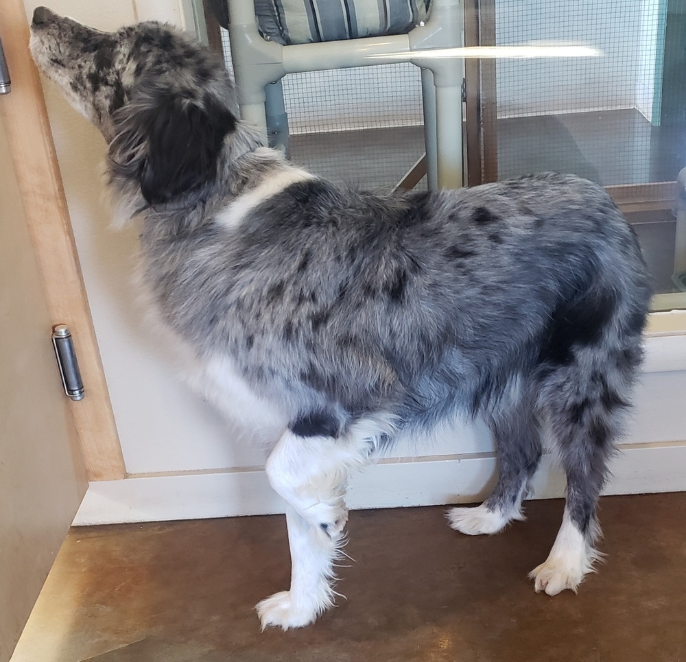 Walter, an adoptable Australian Shepherd in Challis, ID, 83226 | Photo Image 5