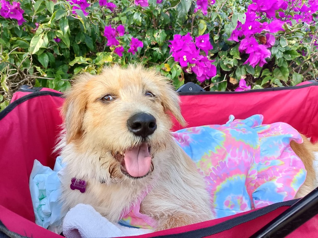 Nessa, an adoptable Terrier in San Juan de Abajo, NAY, 63732 | Photo Image 1