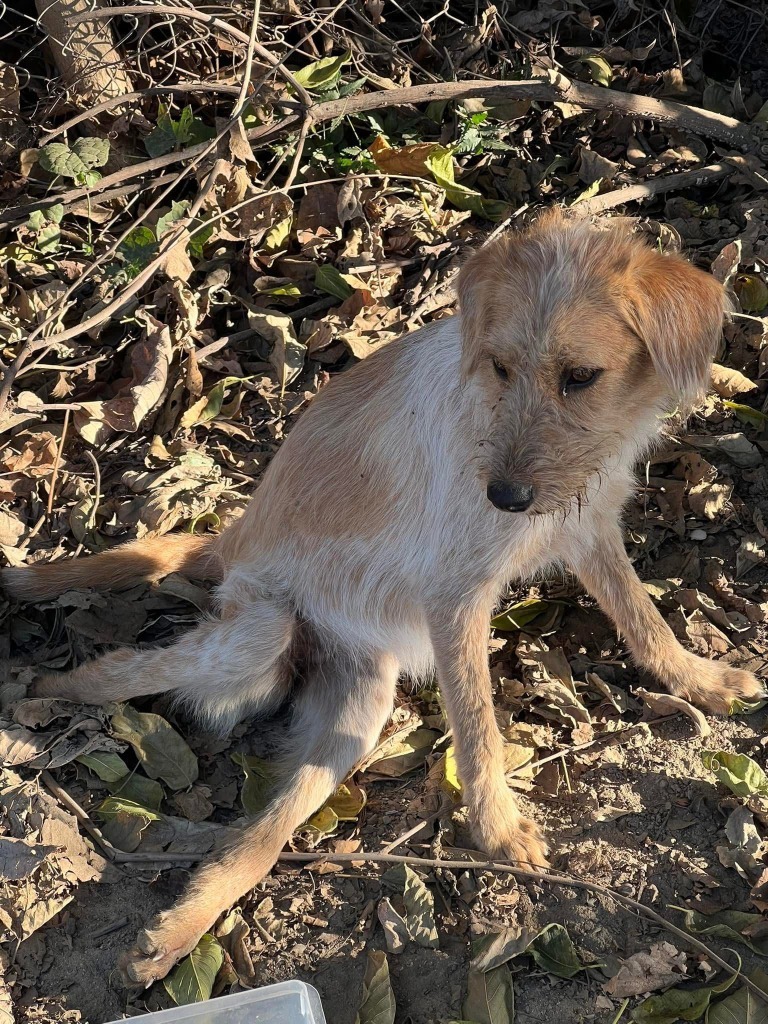 Nessa, an adoptable Terrier in San Juan de Abajo, NAY, 63732 | Photo Image 2