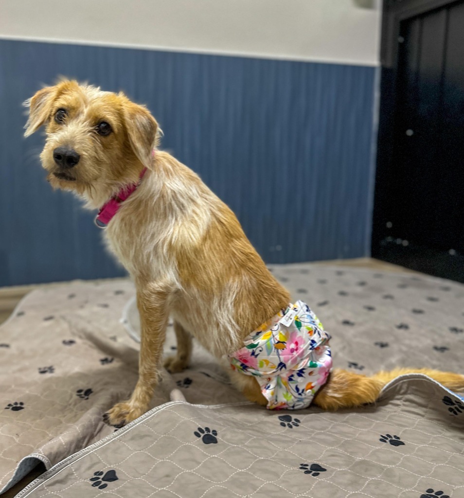 Nessa, an adoptable Terrier in San Juan de Abajo, NAY, 63732 | Photo Image 3