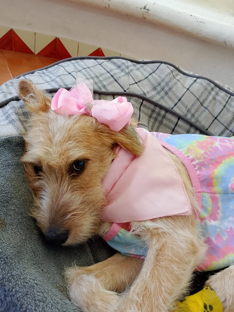 Nessa, an adoptable Terrier in San Juan de Abajo, NAY, 63732 | Photo Image 4