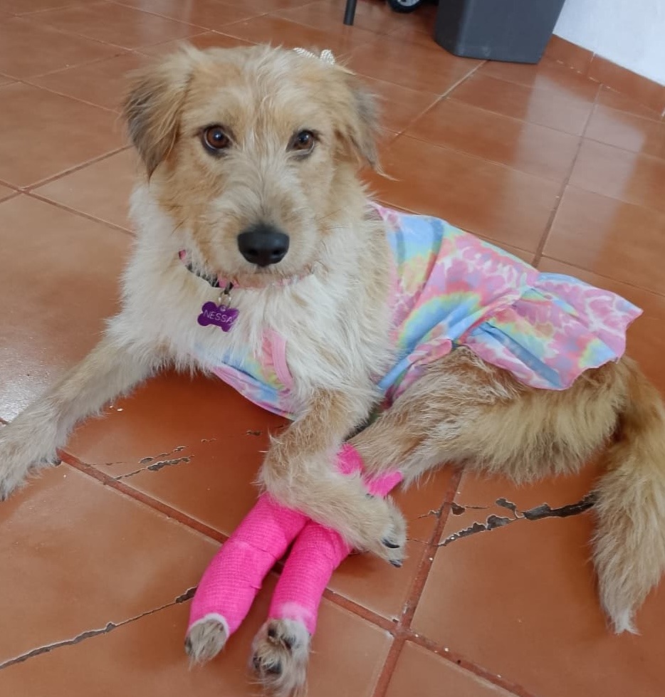 Nessa, an adoptable Terrier in San Juan de Abajo, NAY, 63732 | Photo Image 5