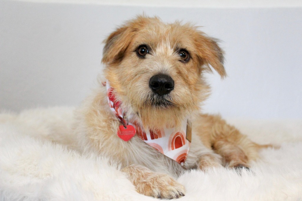 Nessa, an adoptable Terrier in San Juan de Abajo, NAY, 63732 | Photo Image 6