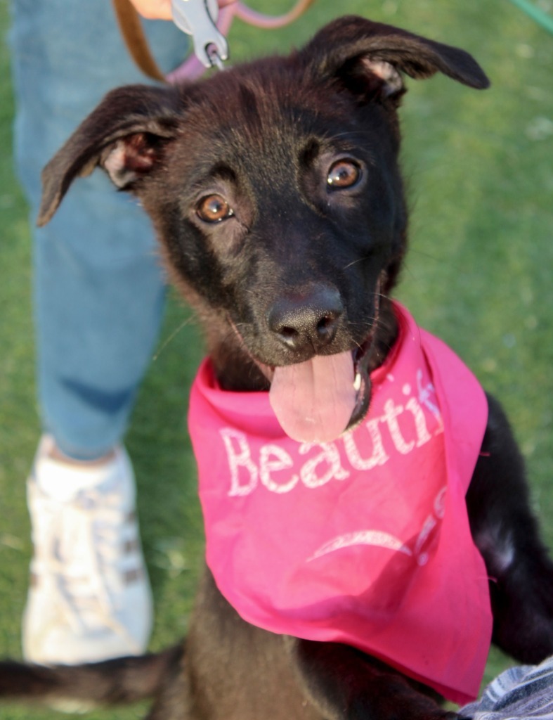 Josie, an adoptable Cattle Dog, Shepherd in San Juan de Abajo, NAY, 63732 | Photo Image 1