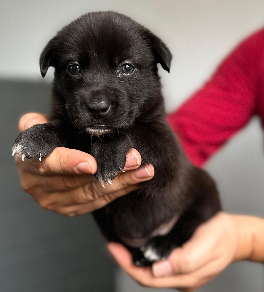 Josie, an adoptable Cattle Dog, Shepherd in San Juan de Abajo, NAY, 63732 | Photo Image 2