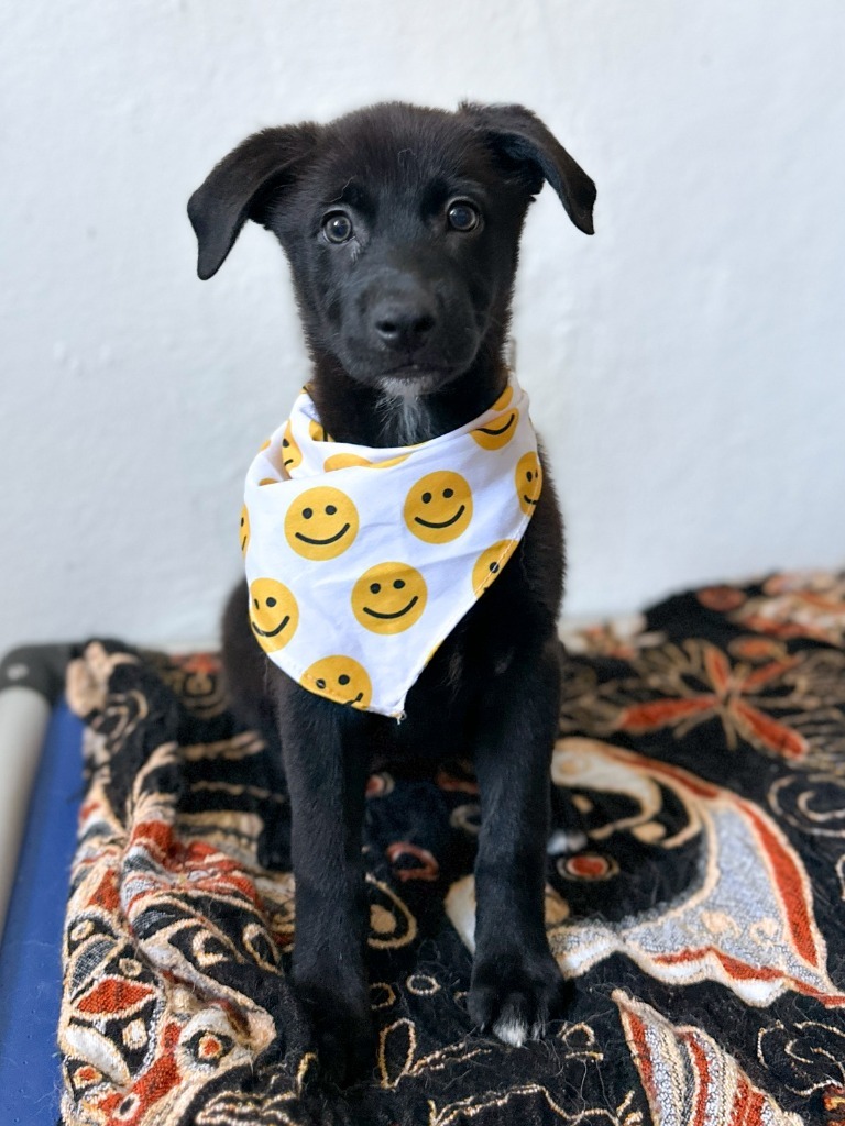 Josie, an adoptable Cattle Dog, Shepherd in San Juan de Abajo, NAY, 63732 | Photo Image 3