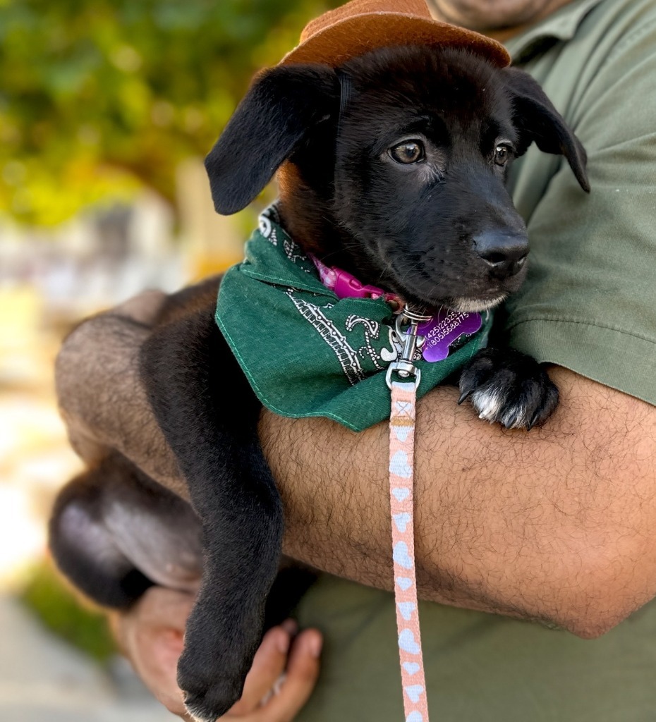 Josie, an adoptable Cattle Dog, Shepherd in San Juan de Abajo, NAY, 63732 | Photo Image 4