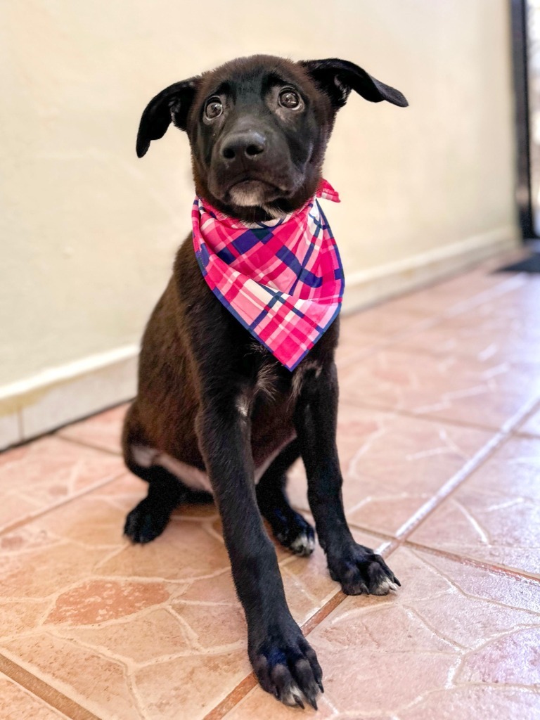Josie, an adoptable Cattle Dog, Shepherd in San Juan de Abajo, NAY, 63732 | Photo Image 5