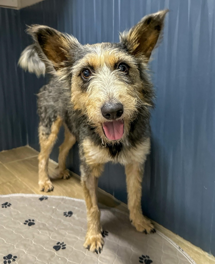 Nellie, an adoptable Terrier in San Juan de Abajo, NAY, 63732 | Photo Image 1
