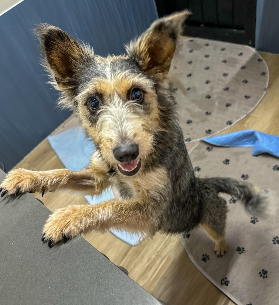 Nellie, an adoptable Terrier in San Juan de Abajo, NAY, 63732 | Photo Image 3