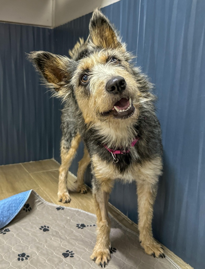 Nellie, an adoptable Terrier in San Juan de Abajo, NAY, 63732 | Photo Image 4