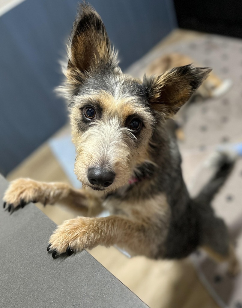 Nellie, an adoptable Terrier in San Juan de Abajo, NAY, 63732 | Photo Image 5