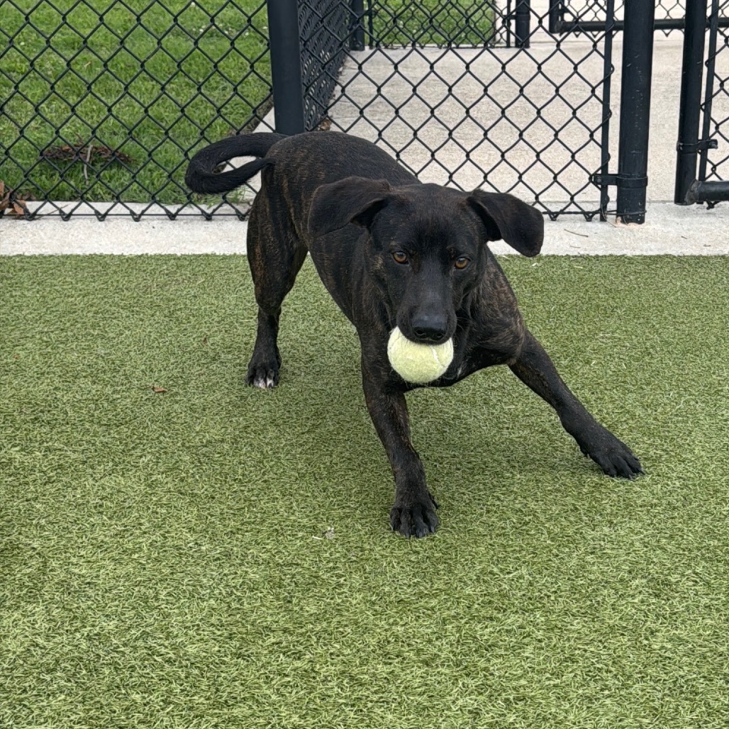 Santos