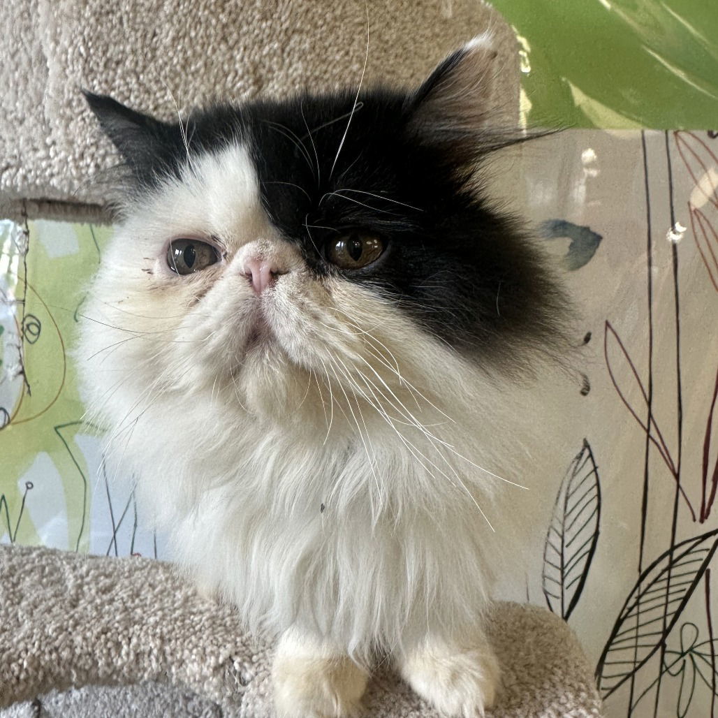 Sokar, an adoptable Himalayan in Hudson, NY, 12534 | Photo Image 1