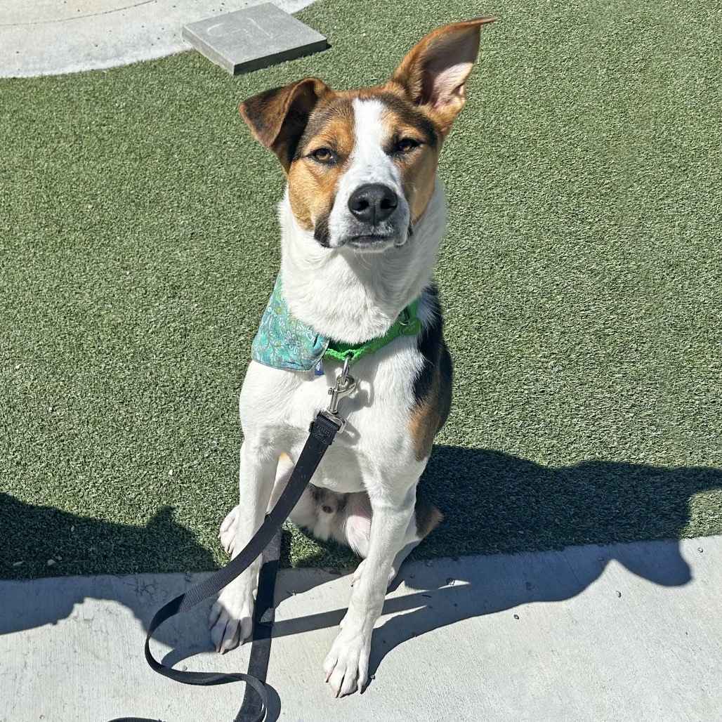 Rex, an adoptable Mixed Breed in Hailey, ID, 83333 | Photo Image 1