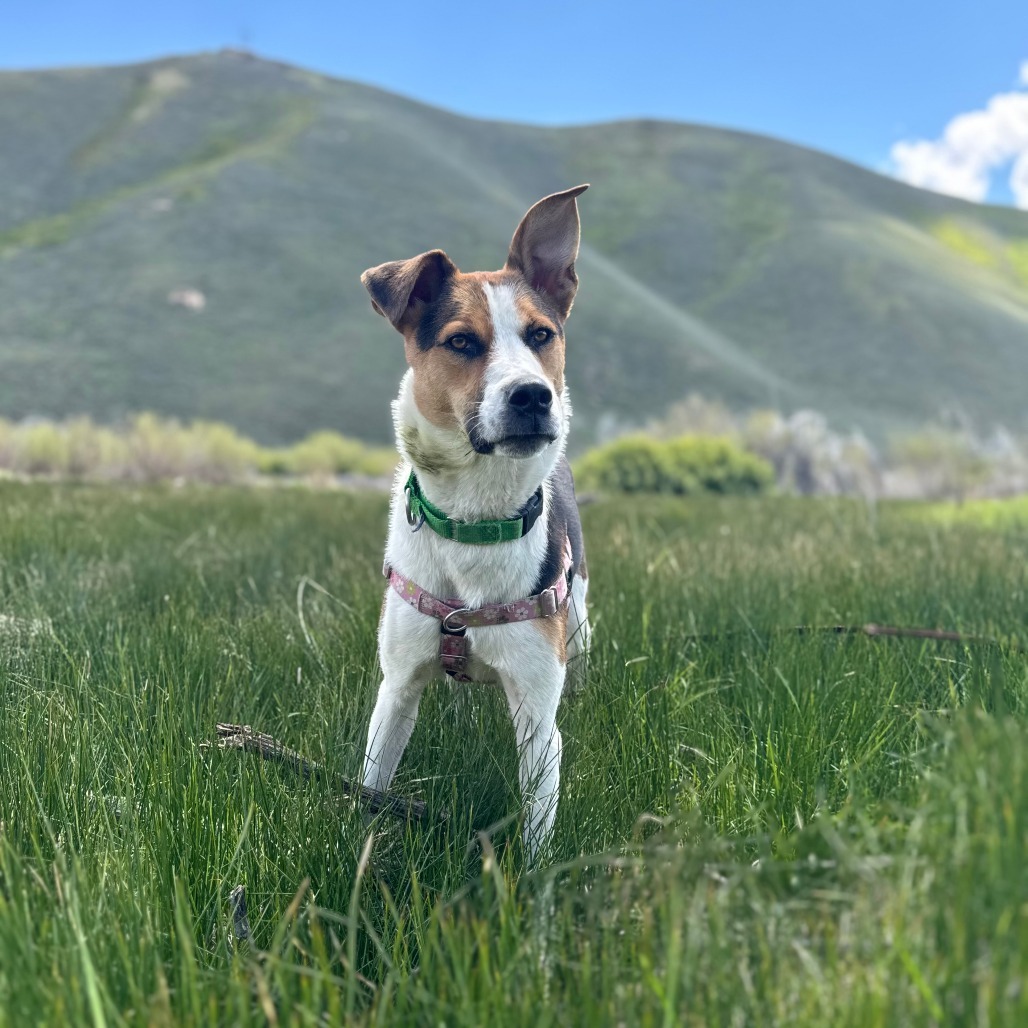 Rex, an adoptable Mixed Breed in Hailey, ID, 83333 | Photo Image 1