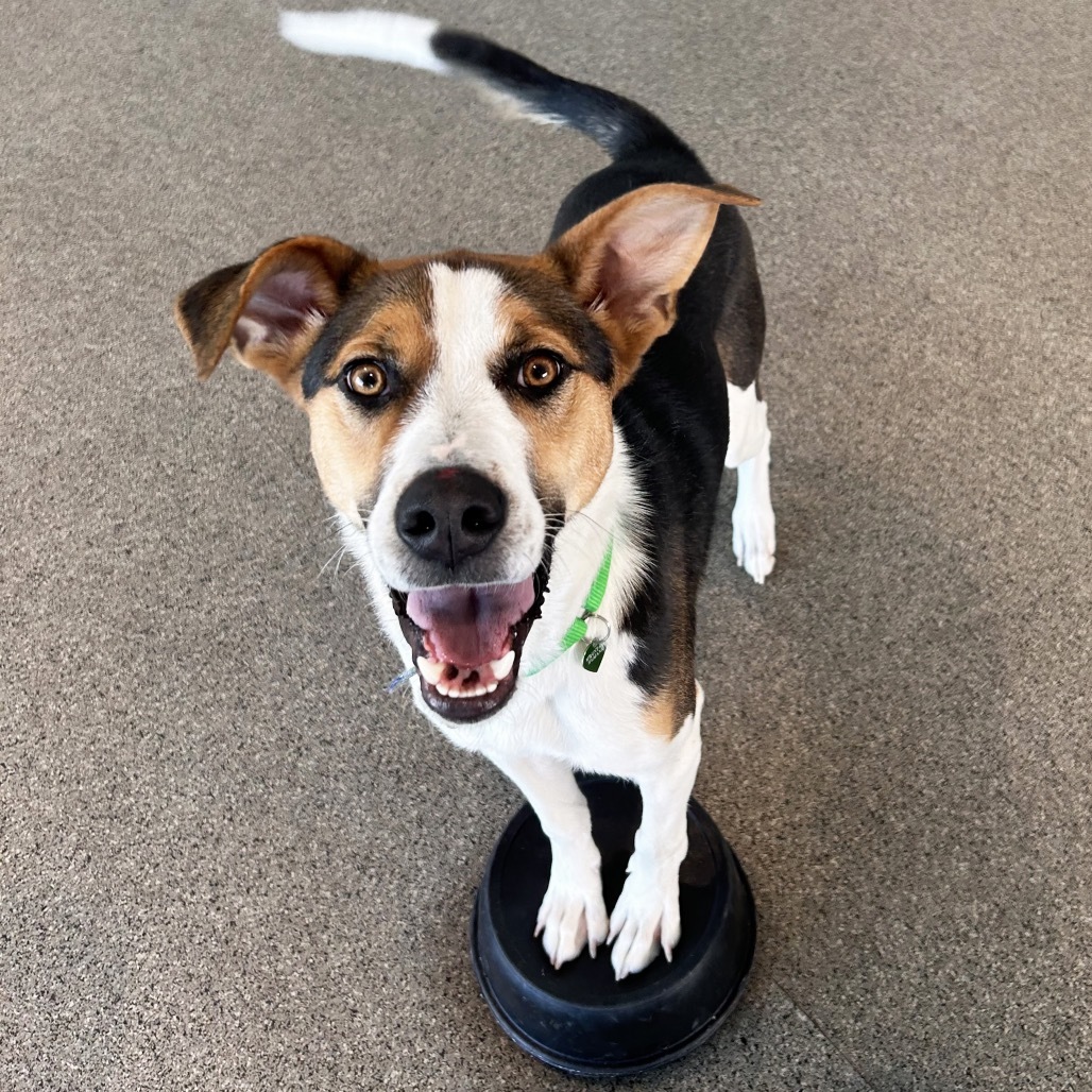 Rex, an adoptable Mixed Breed in Hailey, ID, 83333 | Photo Image 2