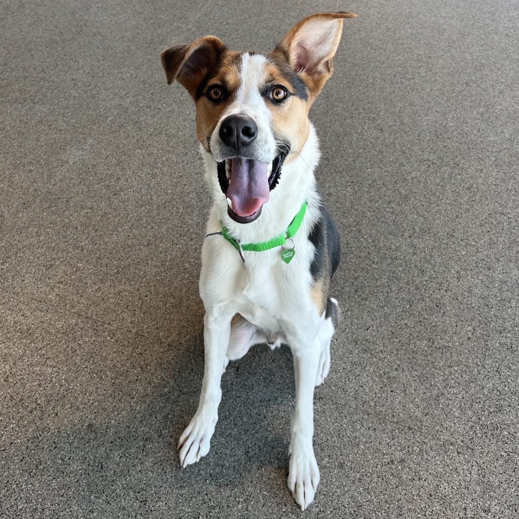 Rex, an adoptable Mixed Breed in Hailey, ID, 83333 | Photo Image 3