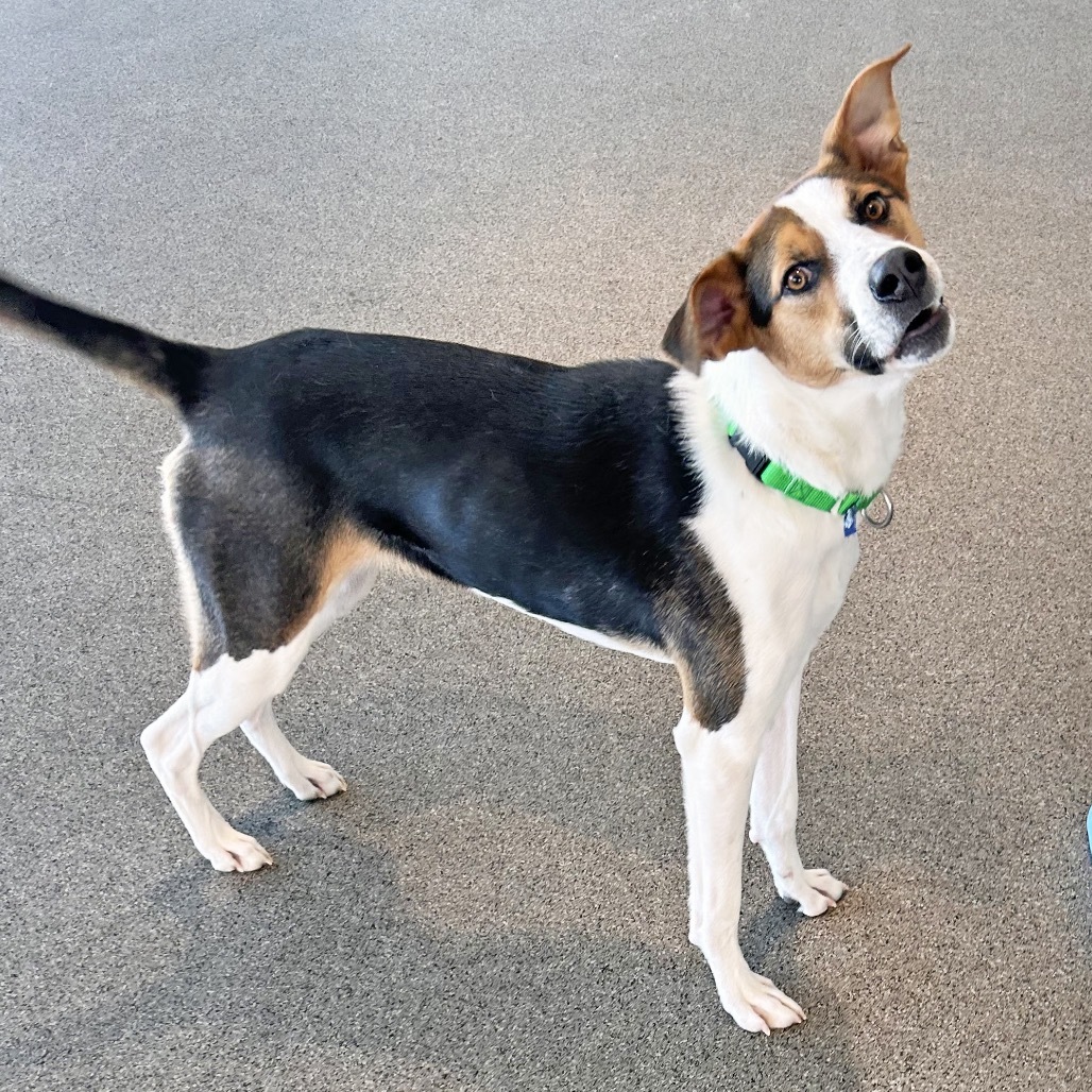 Rex, an adoptable Mixed Breed in Hailey, ID, 83333 | Photo Image 4