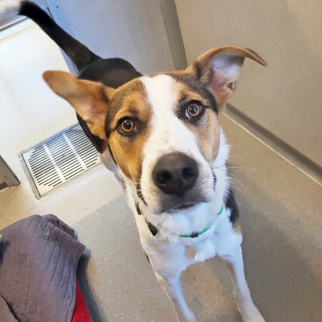 Rex, an adoptable Mixed Breed in Hailey, ID, 83333 | Photo Image 5