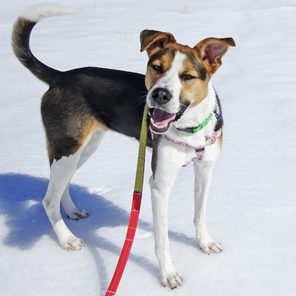 Rex, an adoptable Mixed Breed in Hailey, ID, 83333 | Photo Image 6