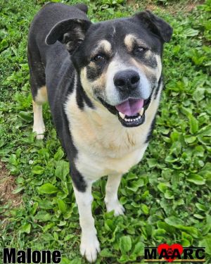 Meet Malone The Brave of Heart At 8 years old this malamute mix has already known deep heartbreak