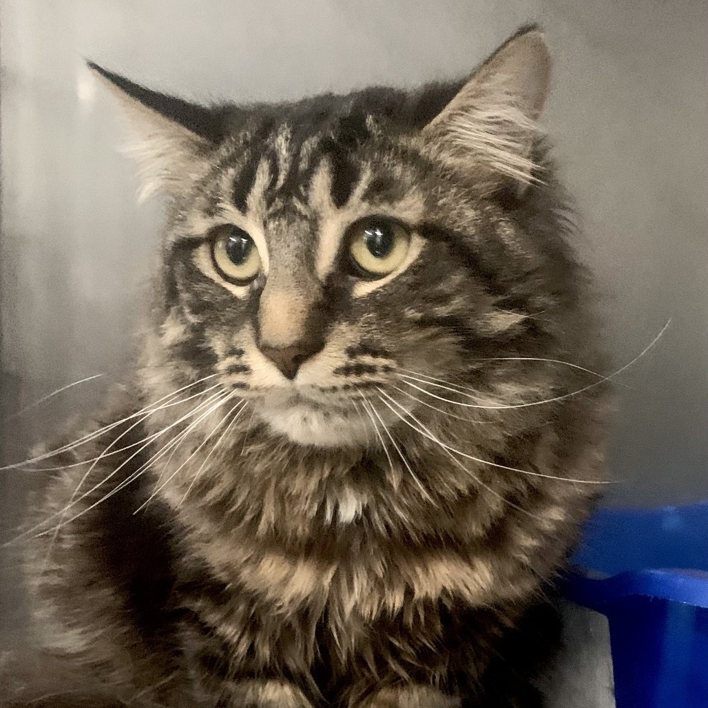 George, an adoptable Maine Coon in Standish, MI, 48658 | Photo Image 1