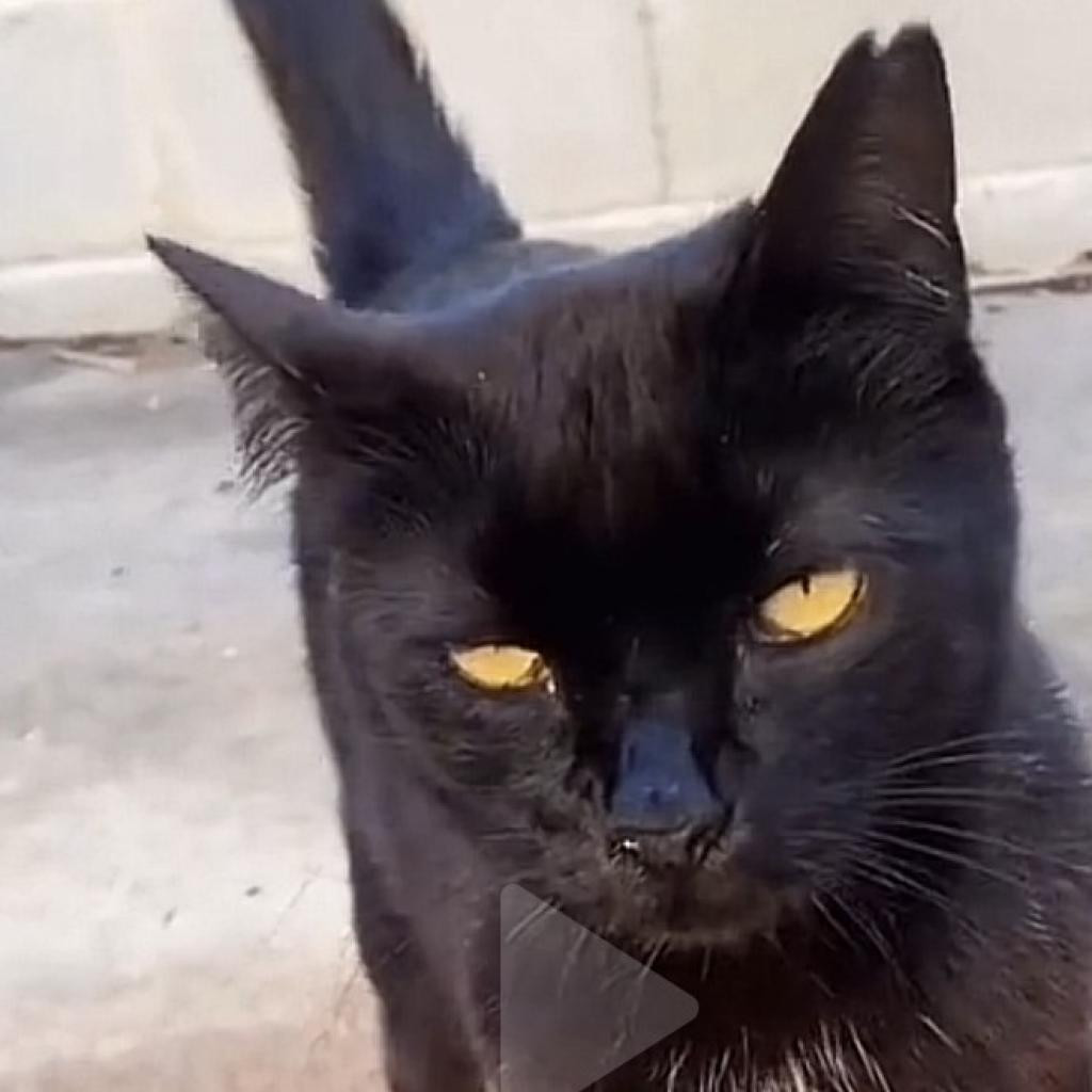 T.K.