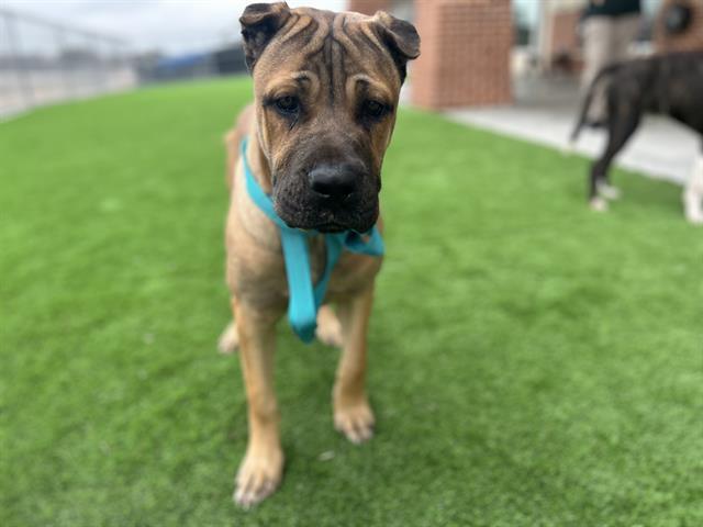 SNORLAX, an adoptable Boerboel, Mixed Breed in Grand Prairie, TX, 75052 | Photo Image 1