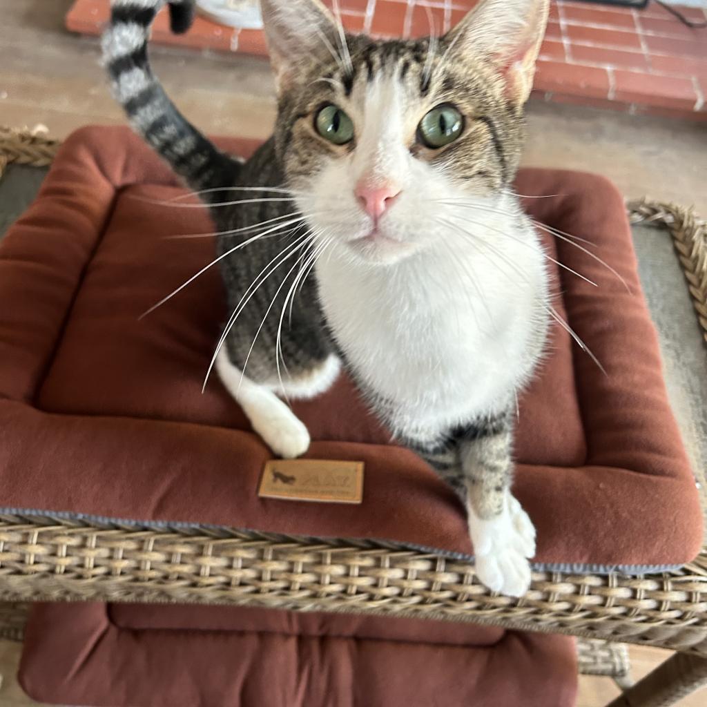 Pepper, an adoptable Domestic Short Hair in Brawley, CA, 92227 | Photo Image 2