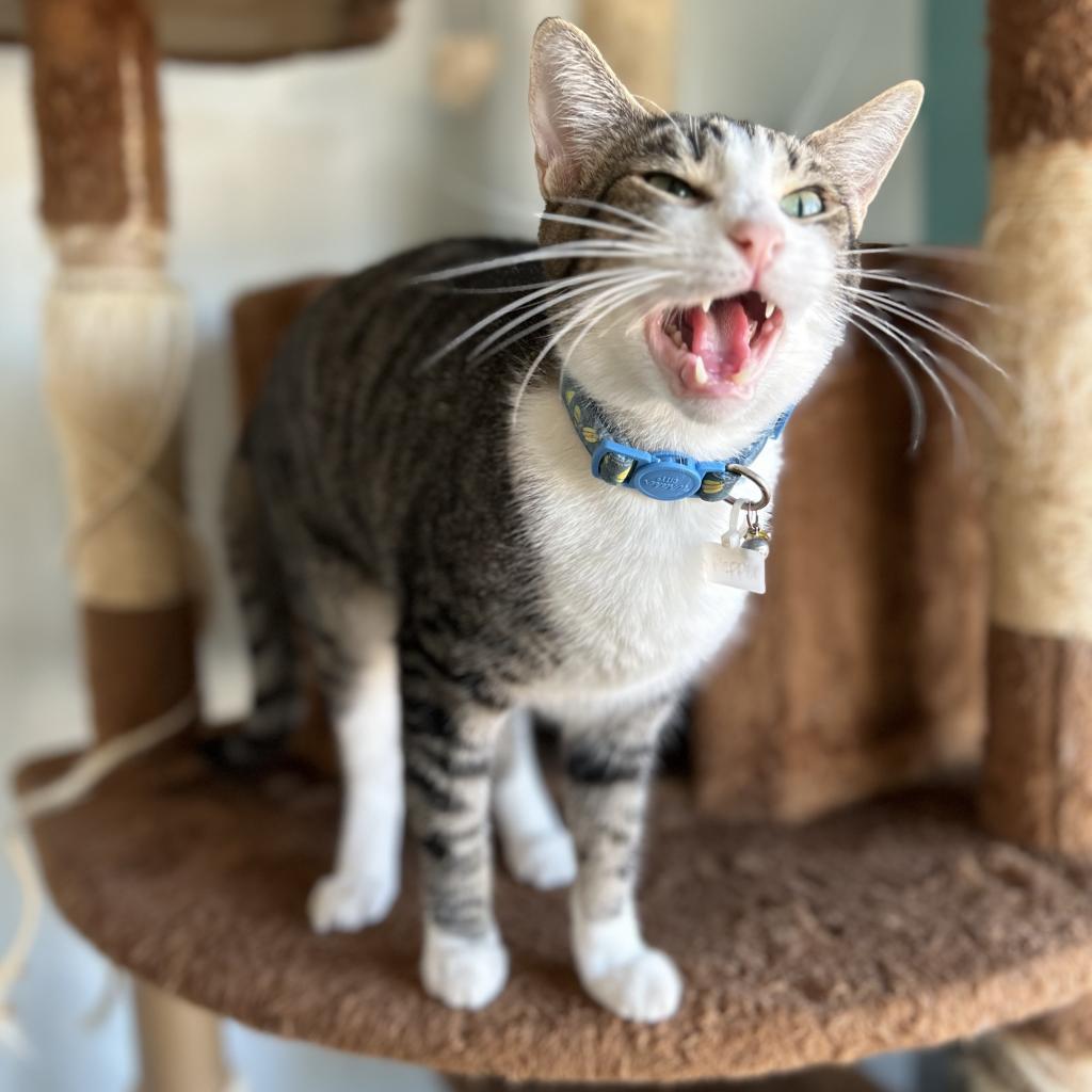 Pepper