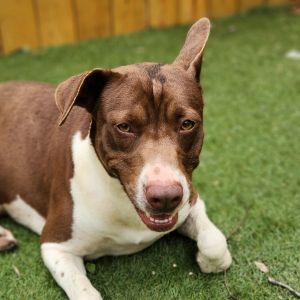 Tessa JuM, Adult Female Chocolate Labrador Retriever