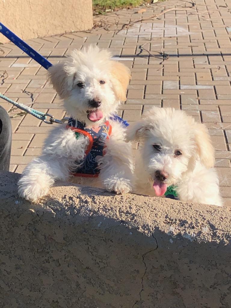 Frosty and Blizzard, an adoptable Maltese, Poodle in Costa Mesa, CA, 92627 | Photo Image 1