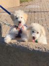 Frosty and Blizzard photo 1
