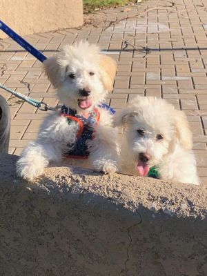 Frosty and Blizzard, Baby Male unknown