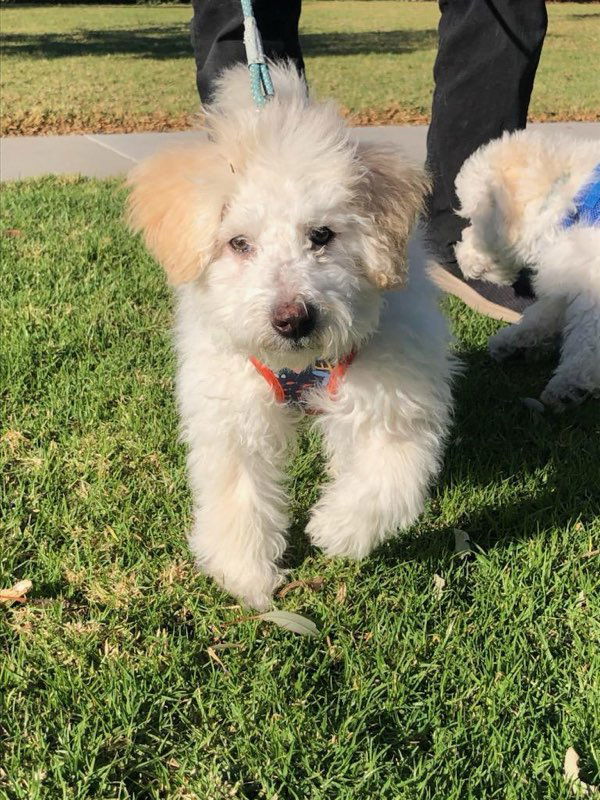 Frosty and Blizzard, an adoptable Maltese, Poodle in Costa Mesa, CA, 92627 | Photo Image 2