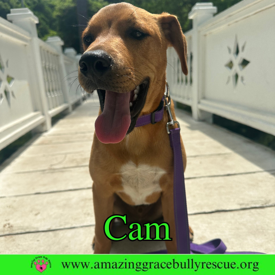 Cam