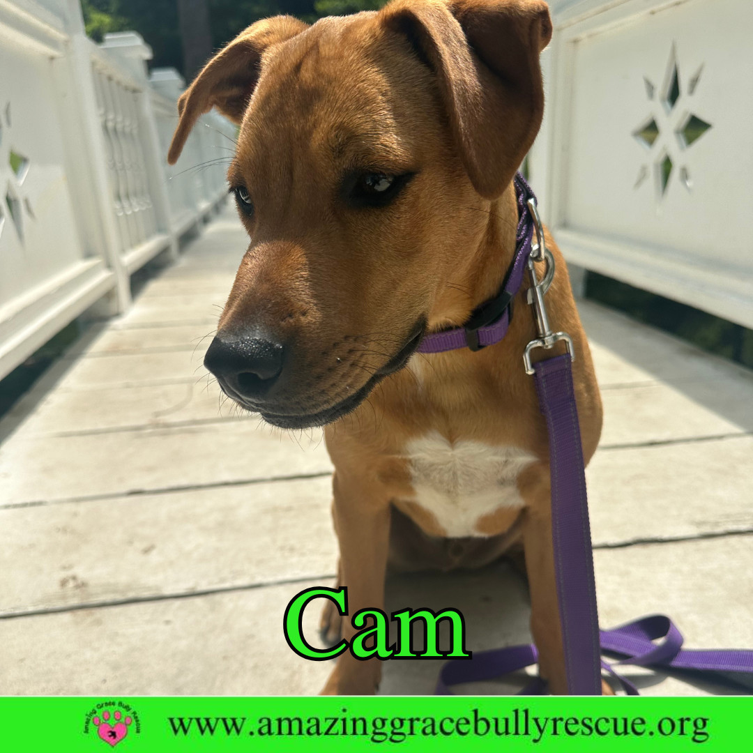 Cam