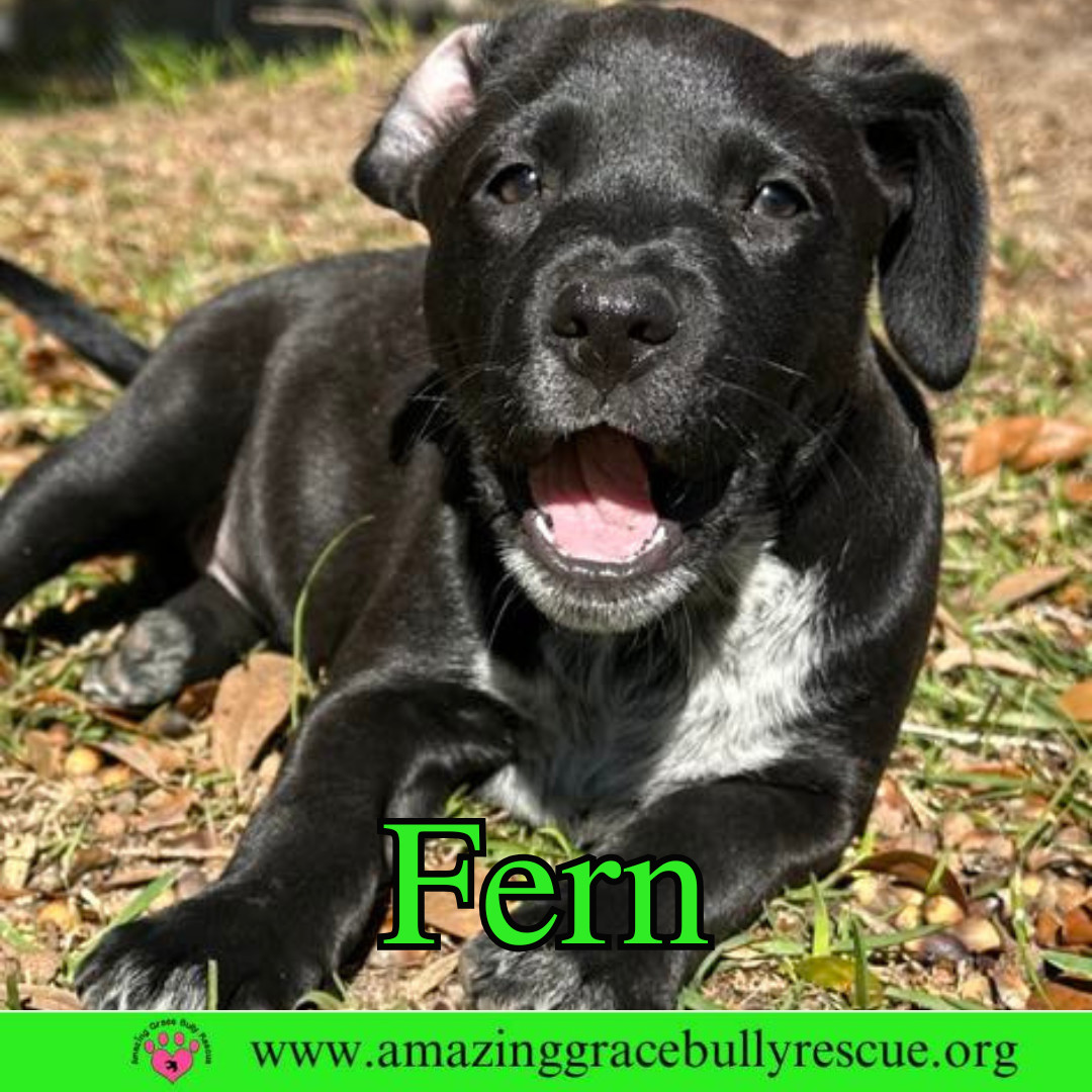 Fern